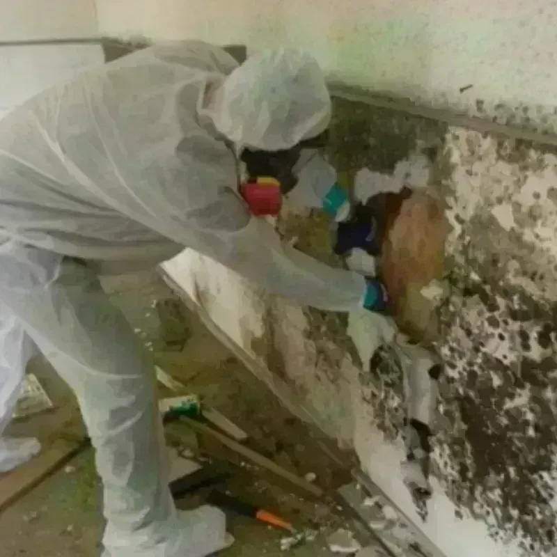 Mold Remediation and Removal in Chesterfield County, SC